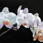 Joanne Robinson, White Orchid, Oil, 16x20, 2012