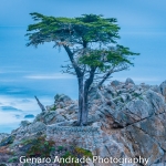 Genaro Andrade, Lone Cypress 2, Monterey, Photograph