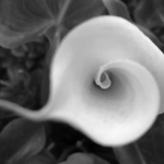 Greg Gutbezahl, Lily, Photography
