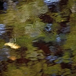 Ripples and reflections in shallow Sierra pond, Digital photograph inkjet, 2012