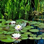 Gene Gracey, Water Lilies at Capistrano, Photography, 23x29