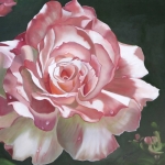 Joanne Robinson, Opaque Rose II, Oil, 16 x 20