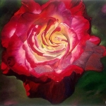Srisha Radhakrishnan, Blooming Beauty, Oil on canvas, 16x20