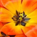 , Bee Inside Tulip, Photogoraphy, 36x24, 2012